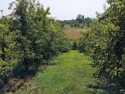 Lisne uši na kruškama