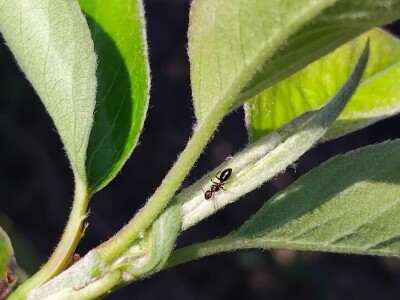 Lisne uši na kruškama