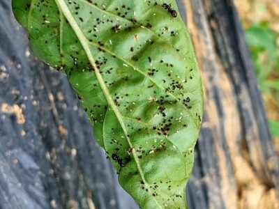 Lisne uši na paprikama: Riješite ih se pomoću Coca-Cole