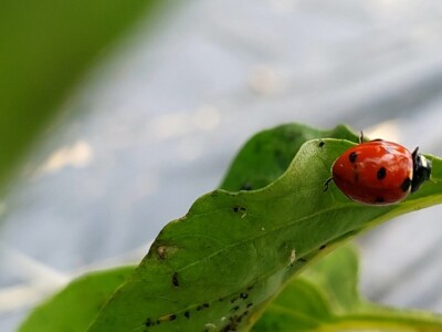 Lisne uši na paprikama: Riješite ih se pomoću Coca-Cole