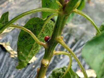 Lisne uši na paprikama: Riješite ih se pomoću Coca-Cole