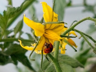 Lisne uši na paprikama: Riješite ih se pomoću Coca-Cole