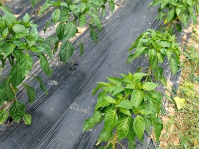 Lisne uši na paprikama: Riješite ih se pomoću Coca-Cole