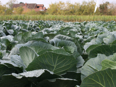 Timac ago - Dan polja kupusa