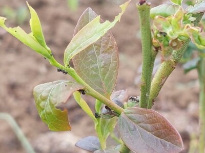 Listojedi na borovnici