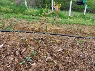 Listojedi na borovnici