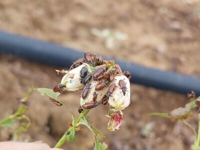 Listojedi na borovnici