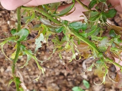 Listojedi na borovnici