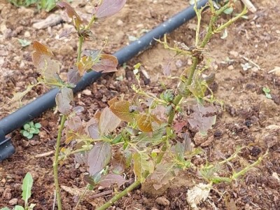 Listojedi na borovnici