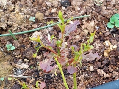 Listojedi na borovnici