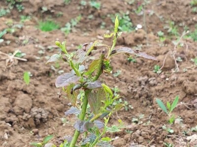 Listojedi na borovnici