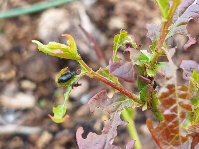 Listojedi na borovnici