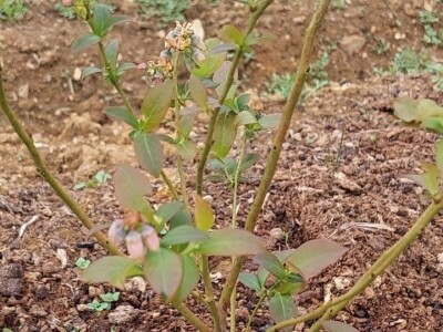 Listojedi na borovnici