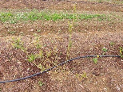 Listojedi na borovnici