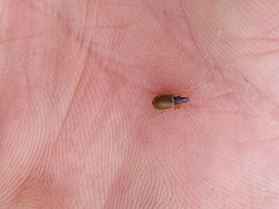 Listojedi na borovnici