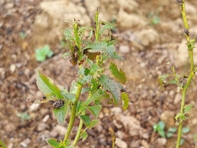 Listojedi na borovnici