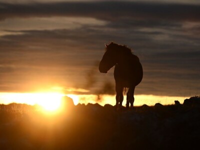 Livanjski divlji konji