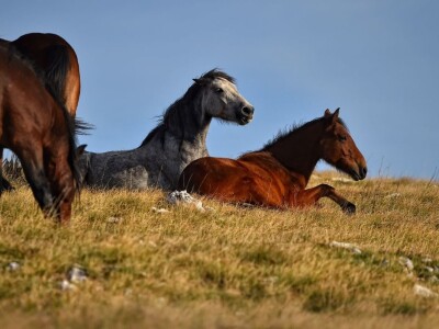 Livanjski divlji konji