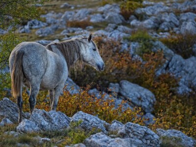 Livanjski divlji konji