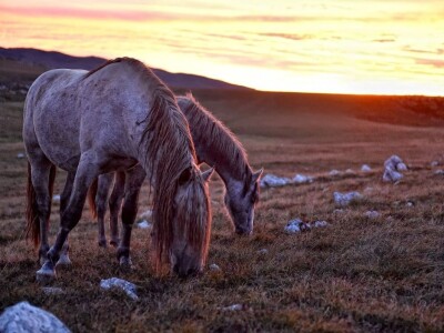 Livanjski divlji konji