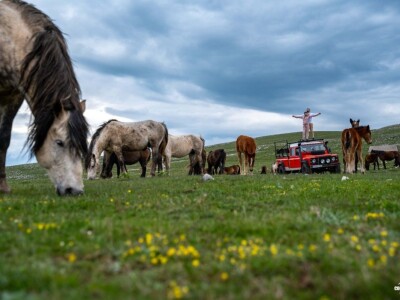 Livanjski divlji konji