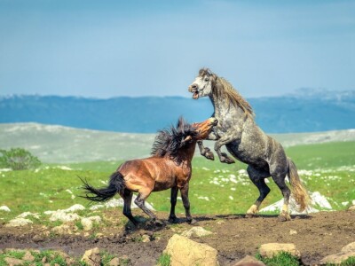 Livanjski divlji konji
