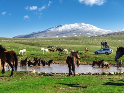 Livanjski divlji konji