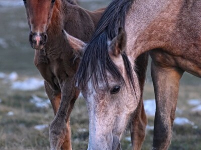 Livanjski divlji konji