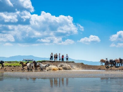 Livanjski divlji konji