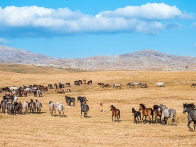 Livanjski divlji konji