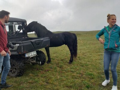 Livanjski divlji konji