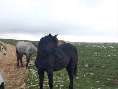 Livanjski divlji konji