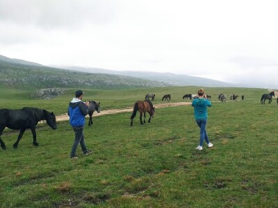 Livanjski divlji konji