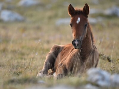 Livanjski divlji konji