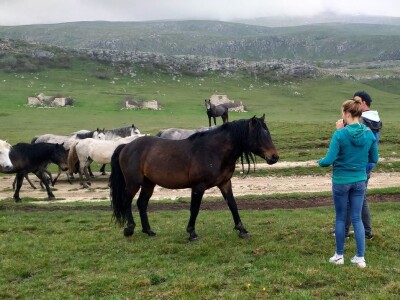 Livanjski divlji konji