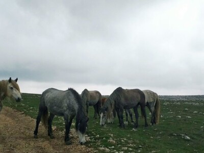 Livanjski divlji konji