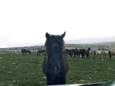 Livanjski divlji konji