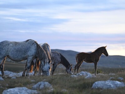 Livanjski divlji konji