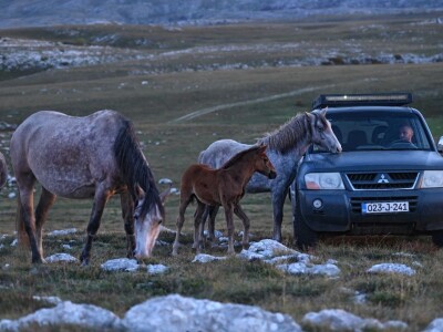 Livanjski divlji konji