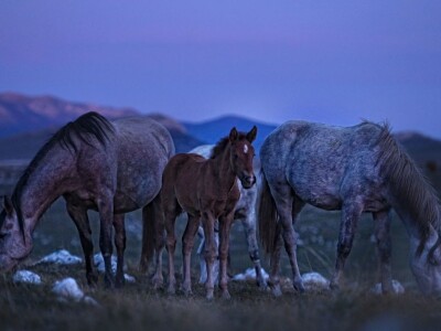 Livanjski divlji konji