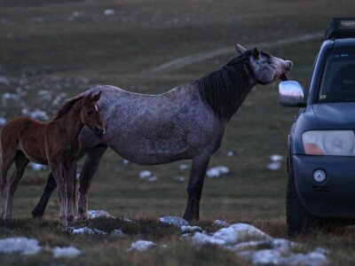 Livanjski divlji konji