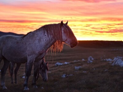 Livanjski divlji konji