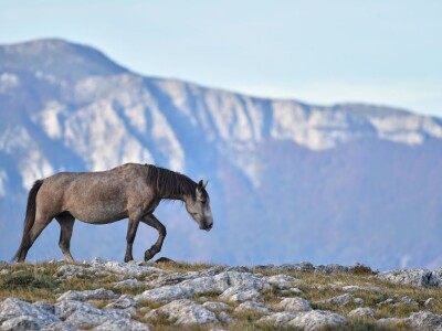 Livanjski divlji konji