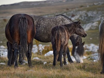 Livanjski divlji konji