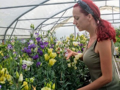 Lizijantusi zagorskog OPG-a Gotić osvajaju Hrvatsku