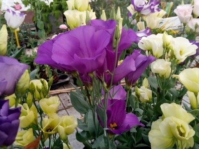 Lizijantusi zagorskog OPG-a Gotić osvajaju Hrvatsku