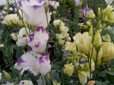 Lizijantusi zagorskog OPG-a Gotić osvajaju Hrvatsku