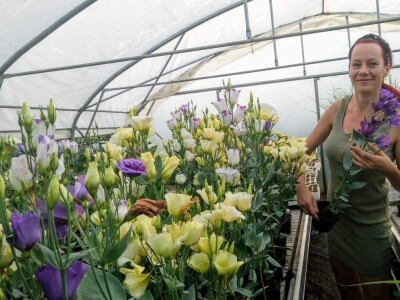 Lizijantusi zagorskog OPG-a Gotić osvajaju Hrvatsku