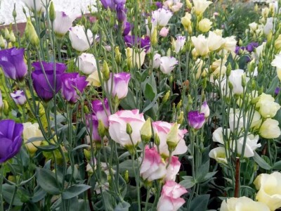 Lizijantusi zagorskog OPG-a Gotić osvajaju Hrvatsku