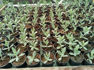 Lizijantusi zagorskog OPG-a Gotić osvajaju Hrvatsku